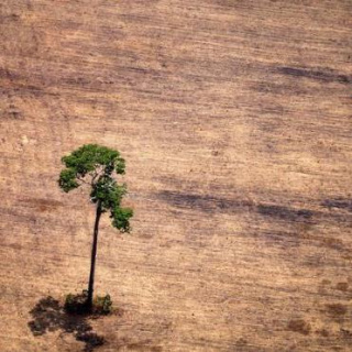 Forrás: https://www.bbc.com/news/science-environment-48037913