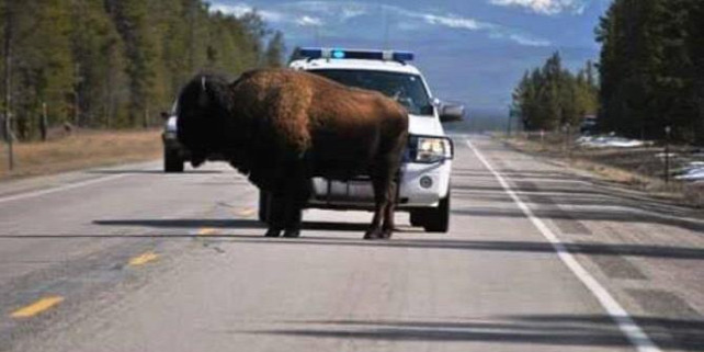 Forrás: Facebook/Gallatin County Sheriff's Office