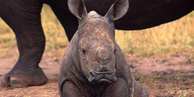 Forrás: http://wwf.panda.org/knowledge_hub/endangered_species/rhinoceros/african_rhinos/white_rhinoceros/