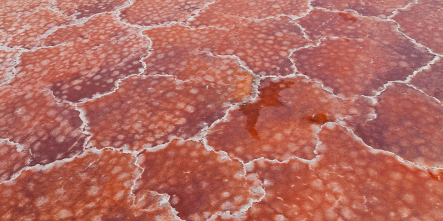Forrás: AFP/Biosphoto/C Juan-Carlos Muńoz / Biosphoto - Droit géré - Oeuvre protégée par copyright - - - -/Juan-Carlos Muńoz