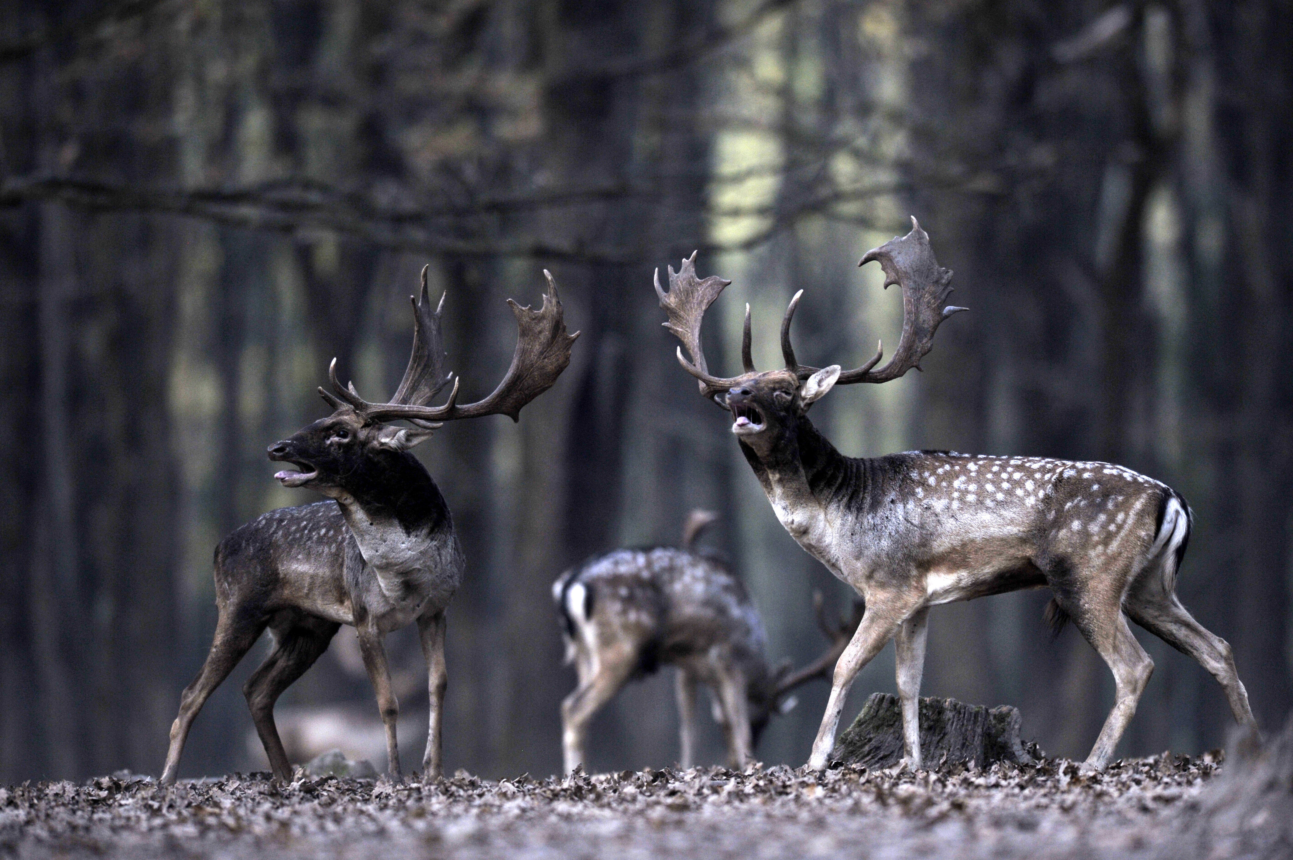 Lenyűgöző őszi képek a dámvadak barcogásáról