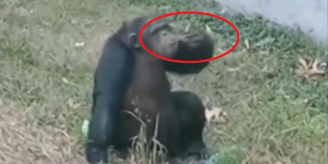 Forrás: LiveLeak/ViralTab Video