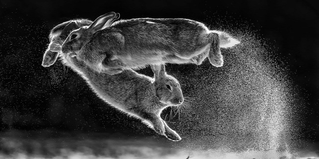 Forrás: naturephotographeroftheyear.com/Daróczi Csaba