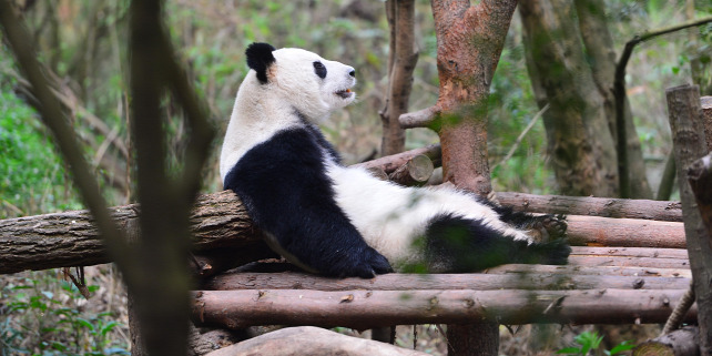 Forrás: Imaginechina via AFP/Li Yong/Li Yong