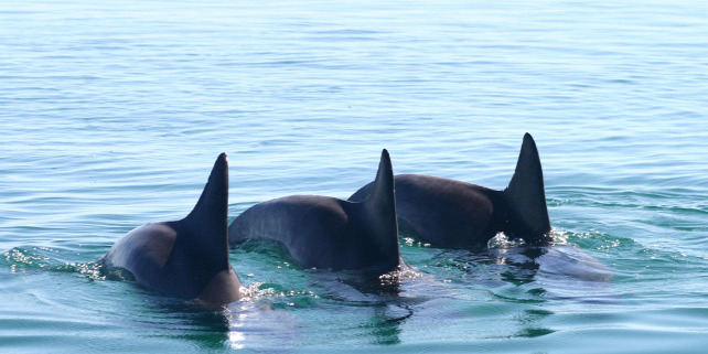 Forrás: https://phys.org/news/2020-03-cooperative-male-dolphins-tempo.html