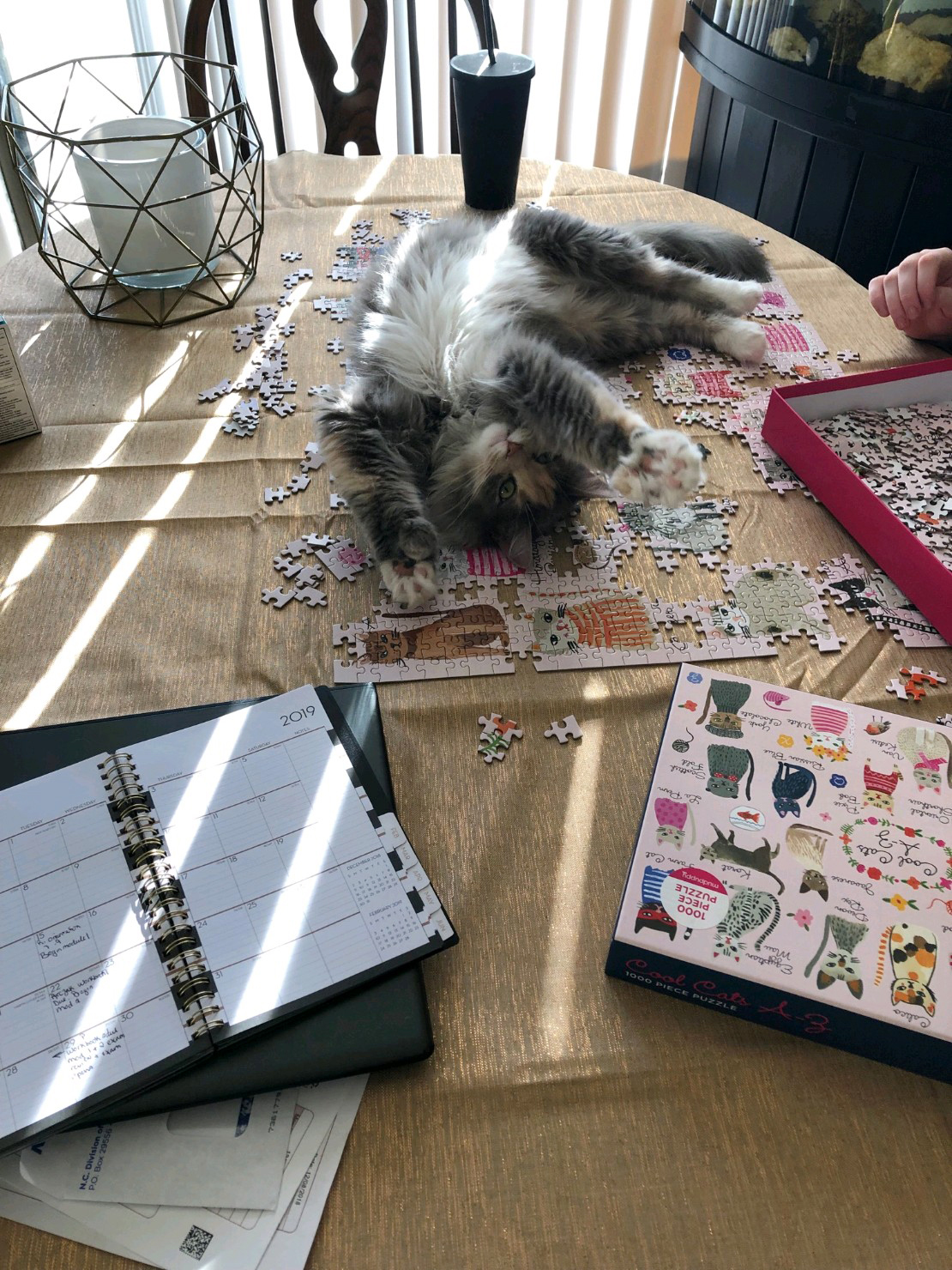 пазл для малышей с кошечкой. кот собирает пазл. мягкие пазлы а5 "ферма". пазлы коты собирать. пазл котики.