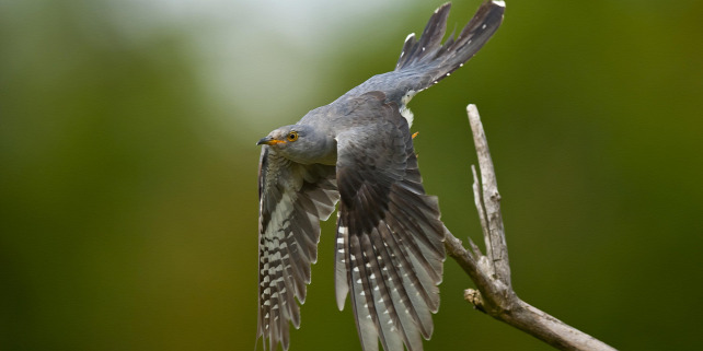 Forrás: Biosphoto via AFP/Steen Drozd Lund