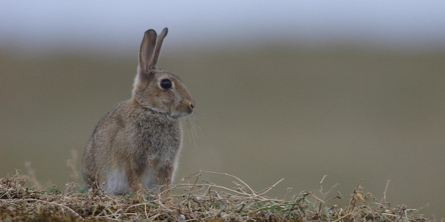 Forrás: Biosphoto via AFP/Emile Barbelette