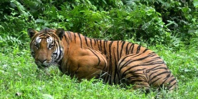 Forrás: https://www.bbc.com/news/world-asia-india-49148174