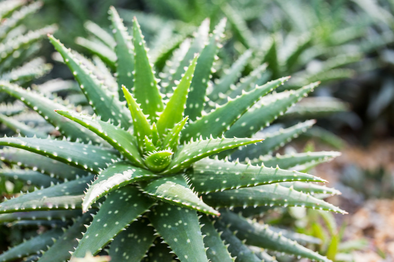 aloe vera kezelés diabetes