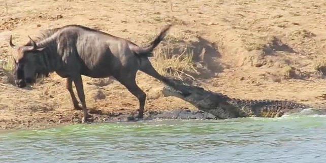 Forrás: Kruger Nemzeti Park