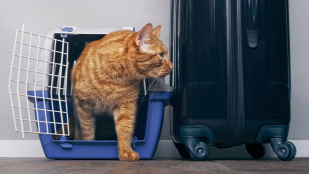 Forr�s: shutterstock.com/Lightspruch 