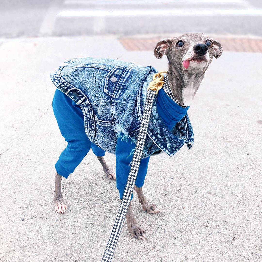 Модные собаки 2022. Собачка мальтипу. Популярные собаки. Собаки модные сейчас. Собаки.