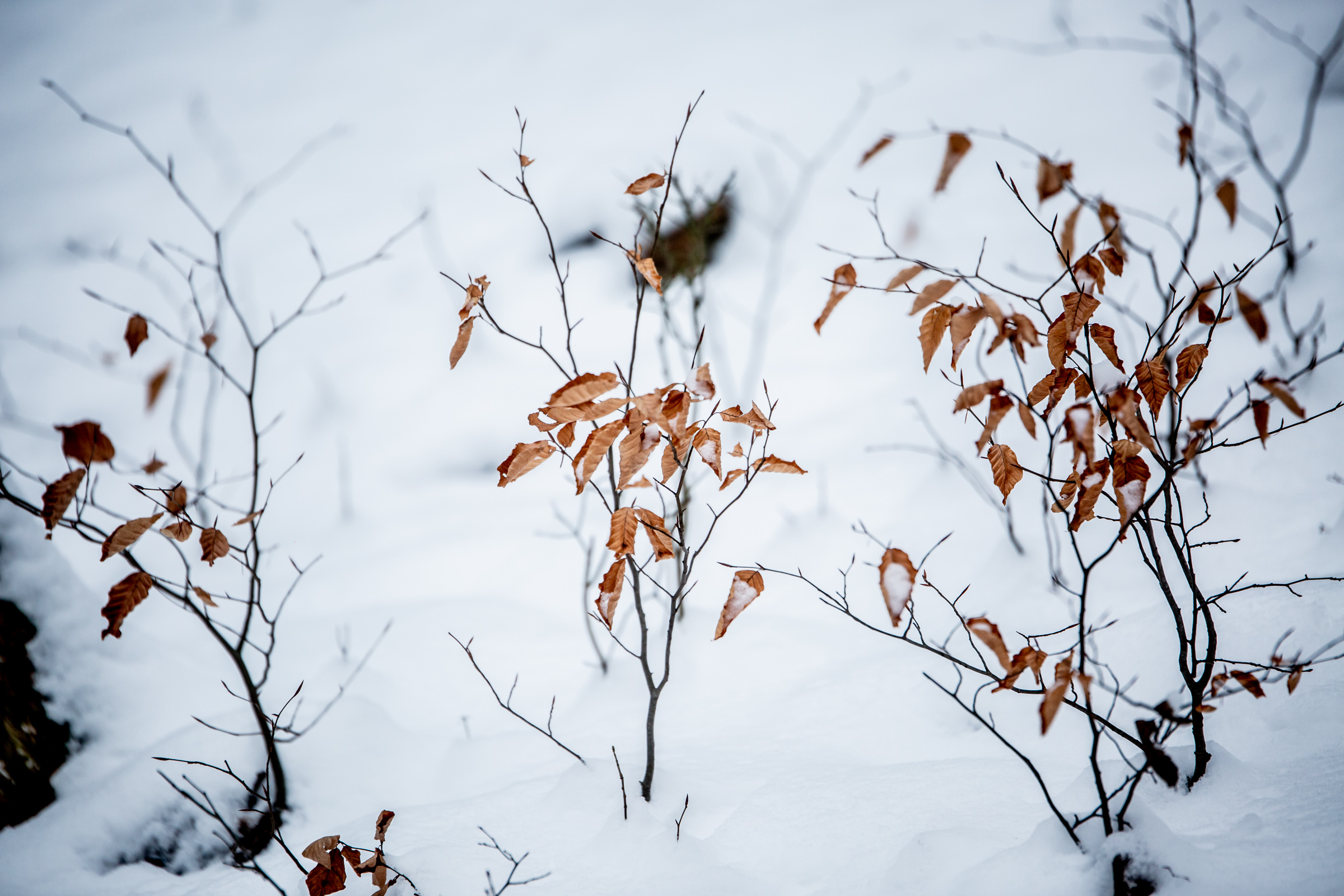 Fotó: Csudai Sándor - Origo