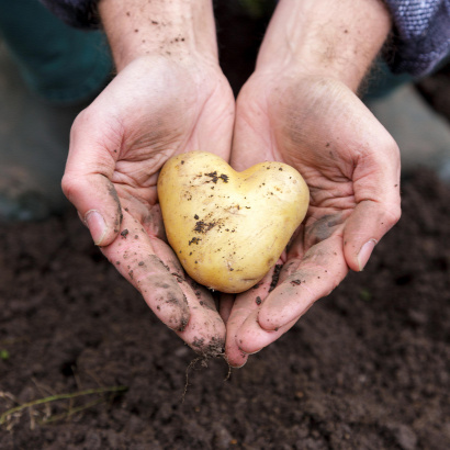 Forrás: shutterstock 