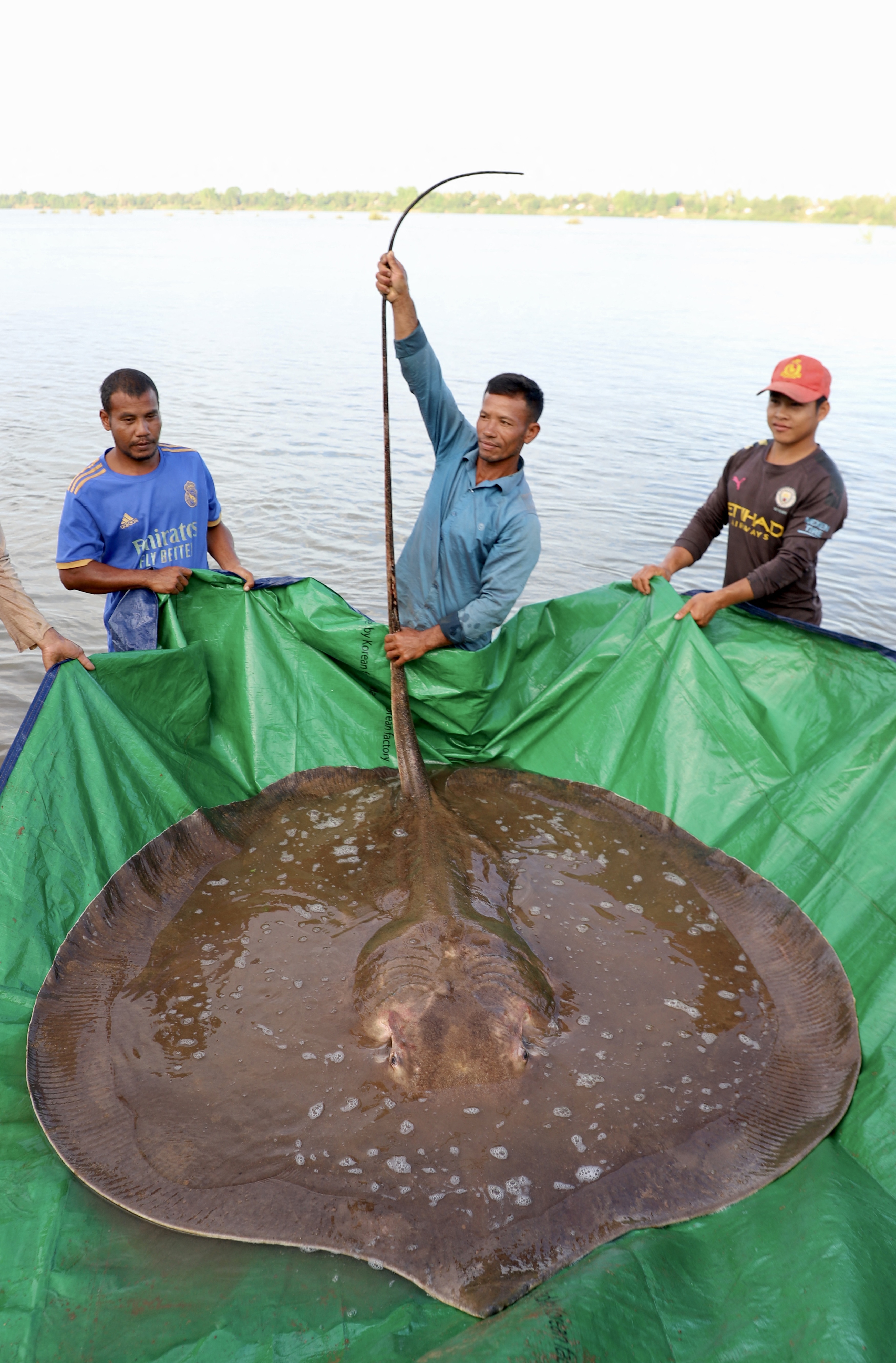 Стая скатов. Гигантский пресноводный скат. Скаты красного моря. Скат манта. Миграция золотых скатов.